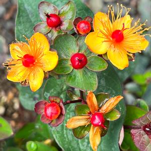 FLORALBERRY® SANGRIA ST. JOHN'S WORT